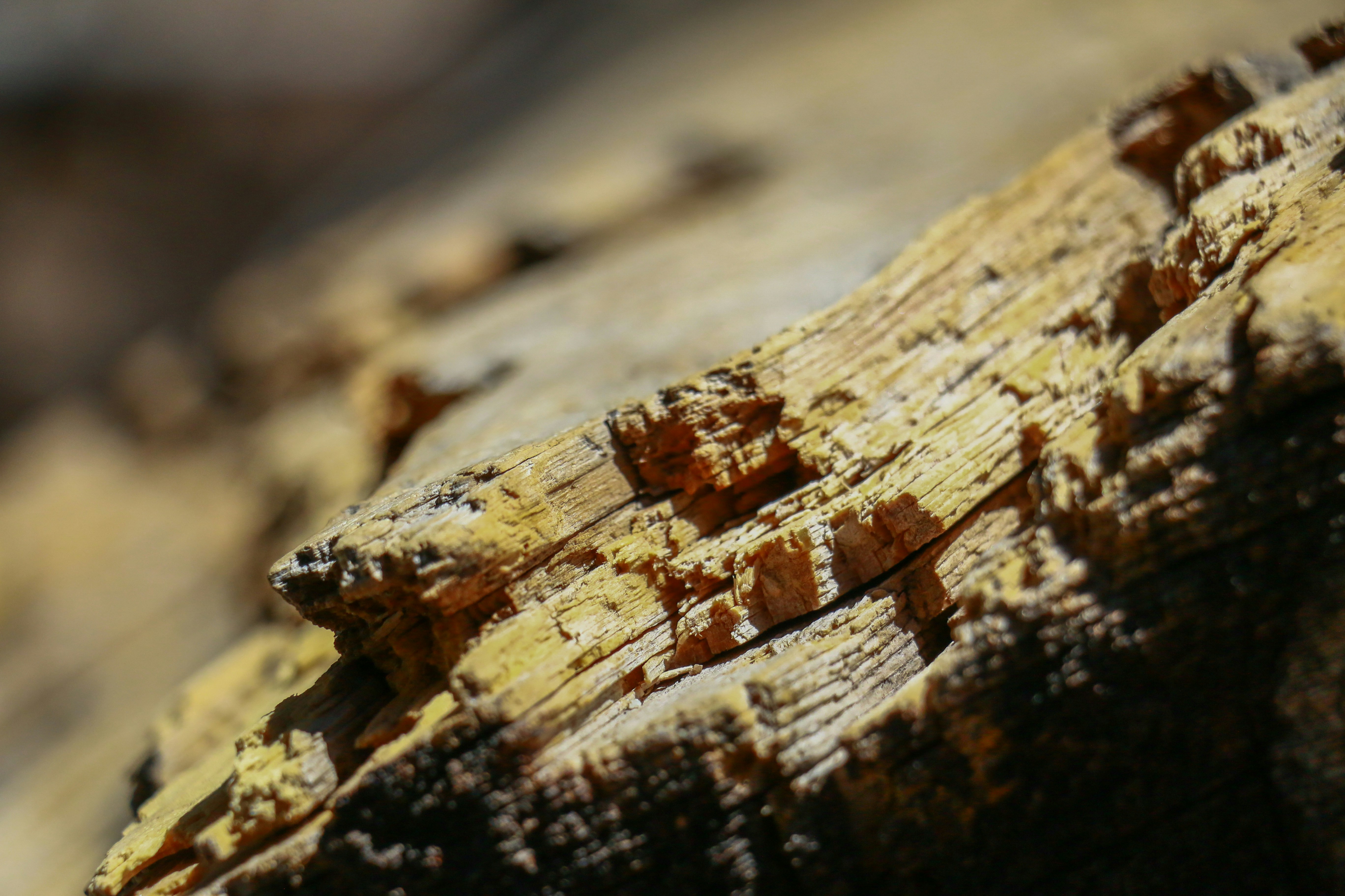 Dégâts causés par des insectes xylophages sur une charpente en bois